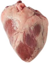 anotomical heart 3